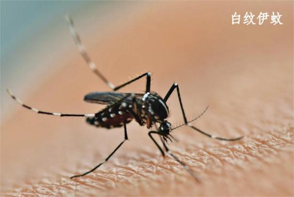 基孔肯雅热疾病健康提示